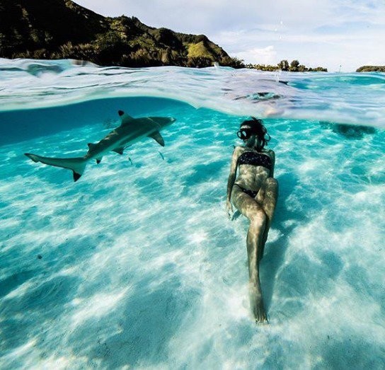 Дизайнер плавает с акулами Фото: instagram.com/sharkgirlmadison