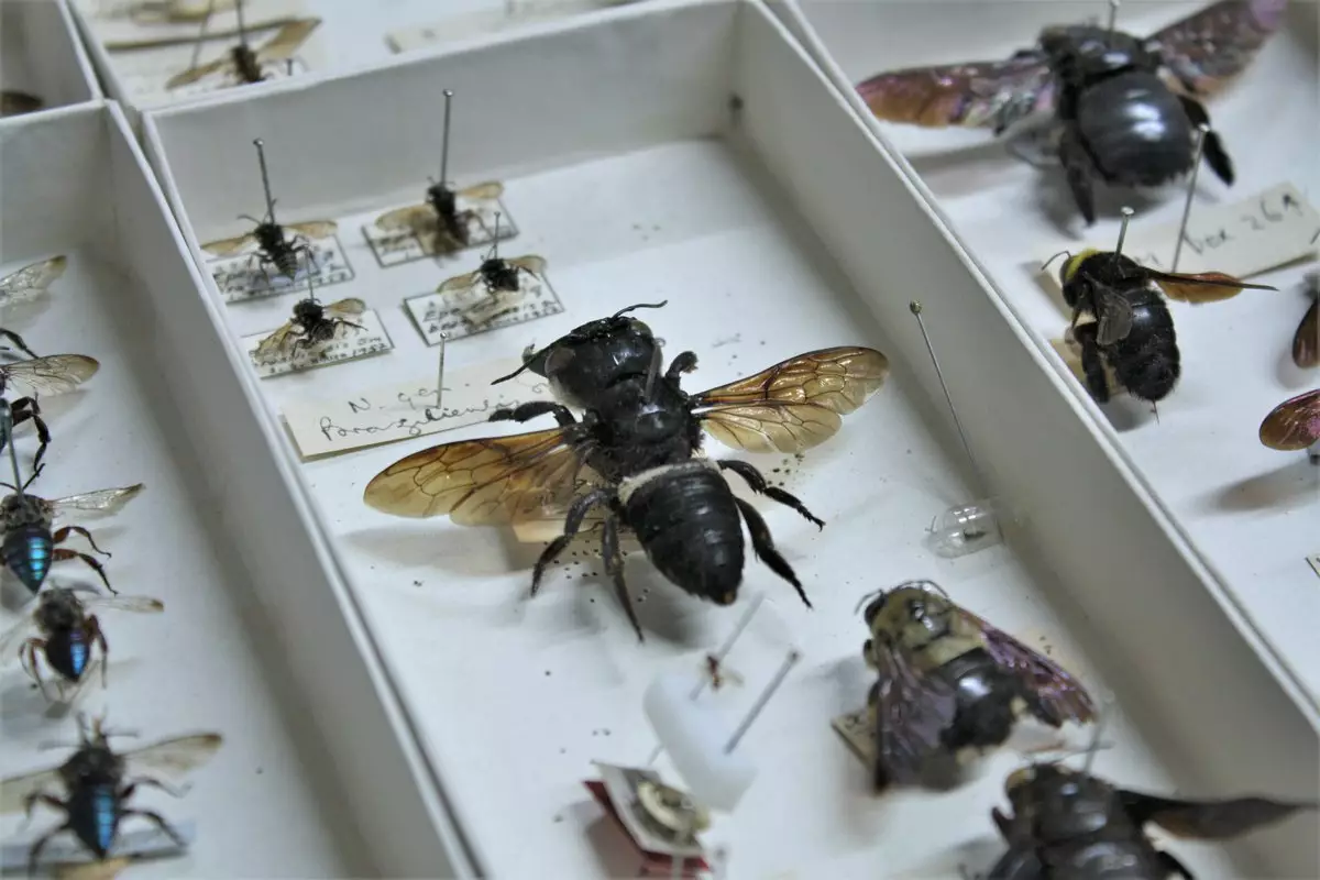 Пчелы Уоллеса считались 40 лет вымершими для науки