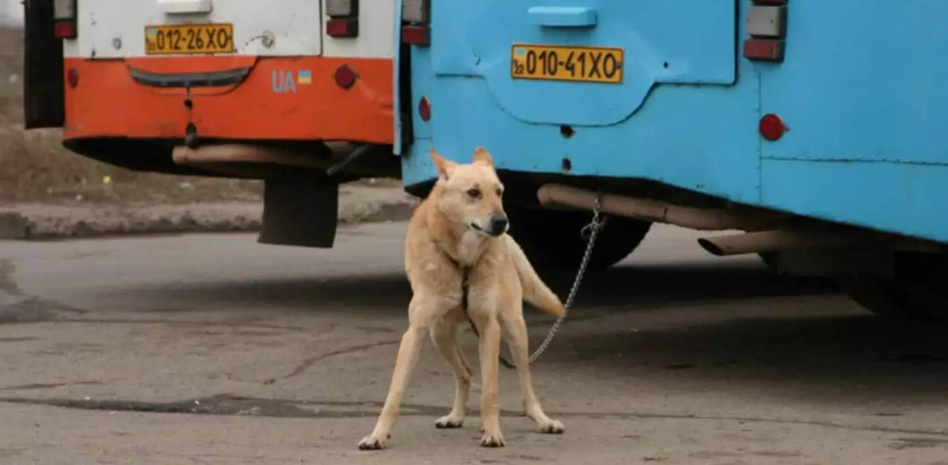 Пес, которого привязали к автобусу, фото Андрея Матросова