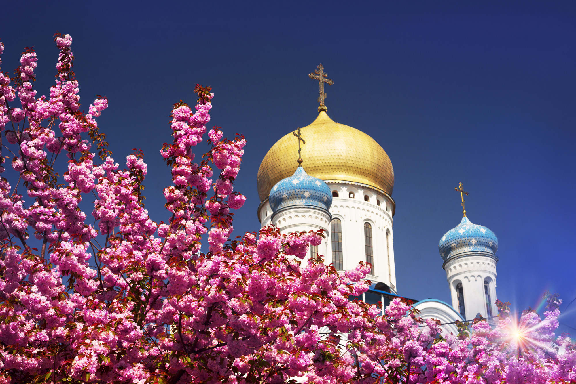 Сакура в калининграде фото