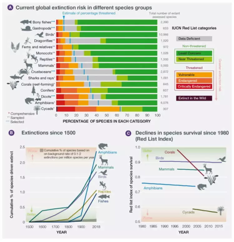 Инфографика шестого массового вымирания