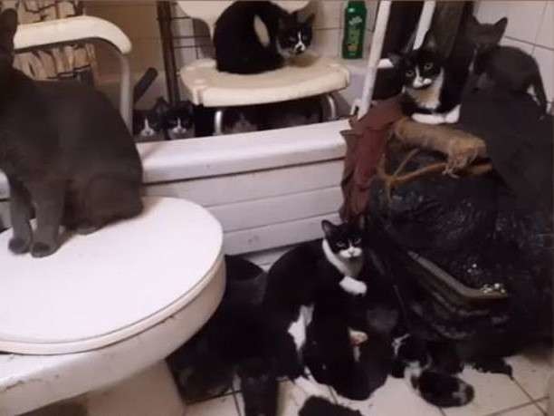 В канадской квартире нашли 300 кошек | Фото: Toronto Cat Rescue