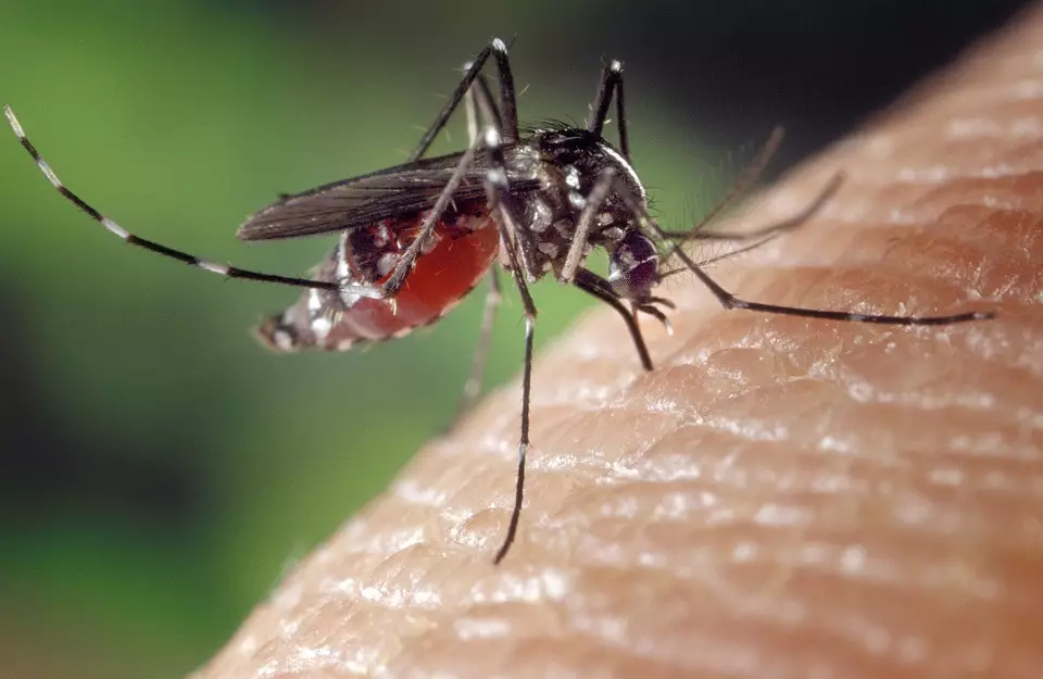 Захиститися від комарів допоможуть репеленти та москітні сітки