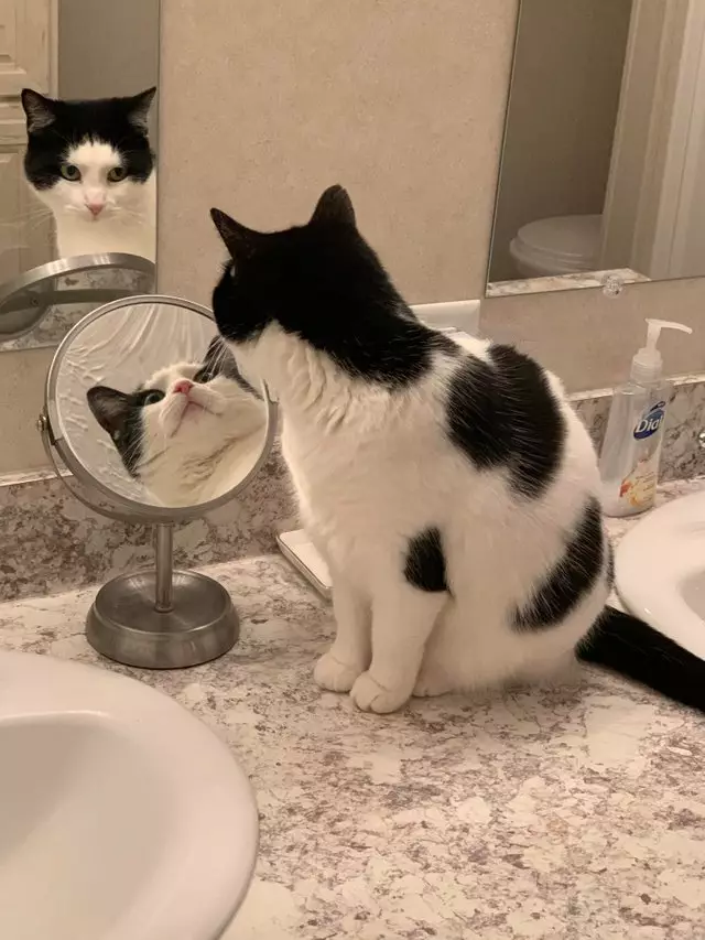 Оптическая иллюзия с кошкой и зеркалами заплутала сеть