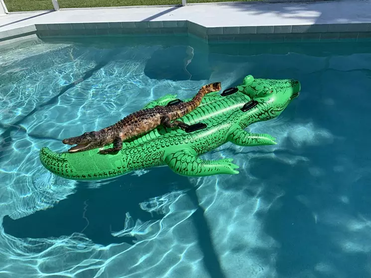Во Флориде аллигатор решил прокатиться на матрасе