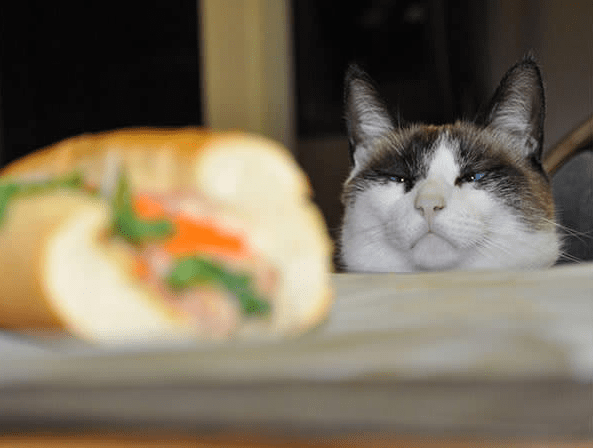 15 котів, які не можуть відмовити собі в їжі | Фото: Twitter, Instagram,