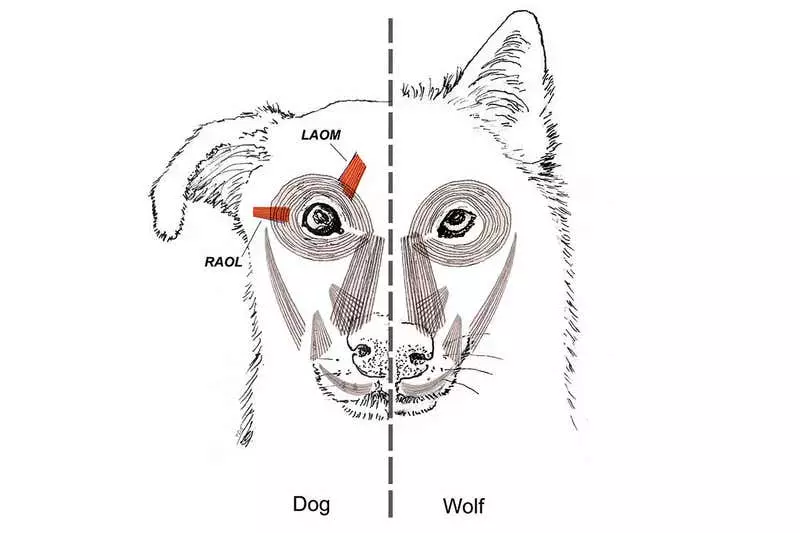 Специальная мышца над глазом у собак делает их взгляд более "человечным"