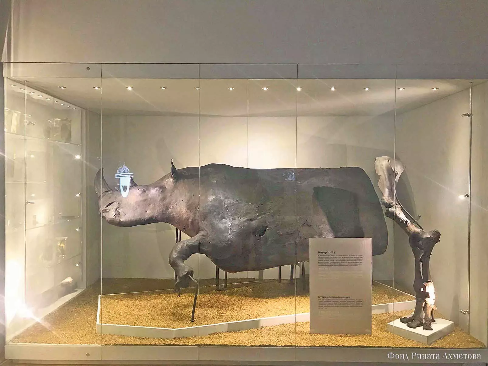 Шерстистый носорог. Хорошо сохранился благодаря тысячелетней озокеритовой 