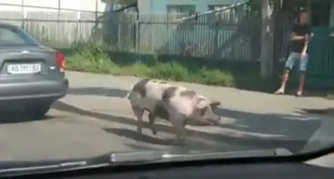 Свинья знает правила дорожного движения