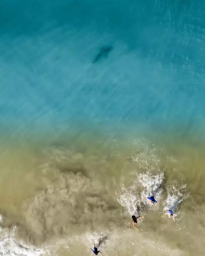 Дэниэл Уотсон  сфотографировал акулу на дрон