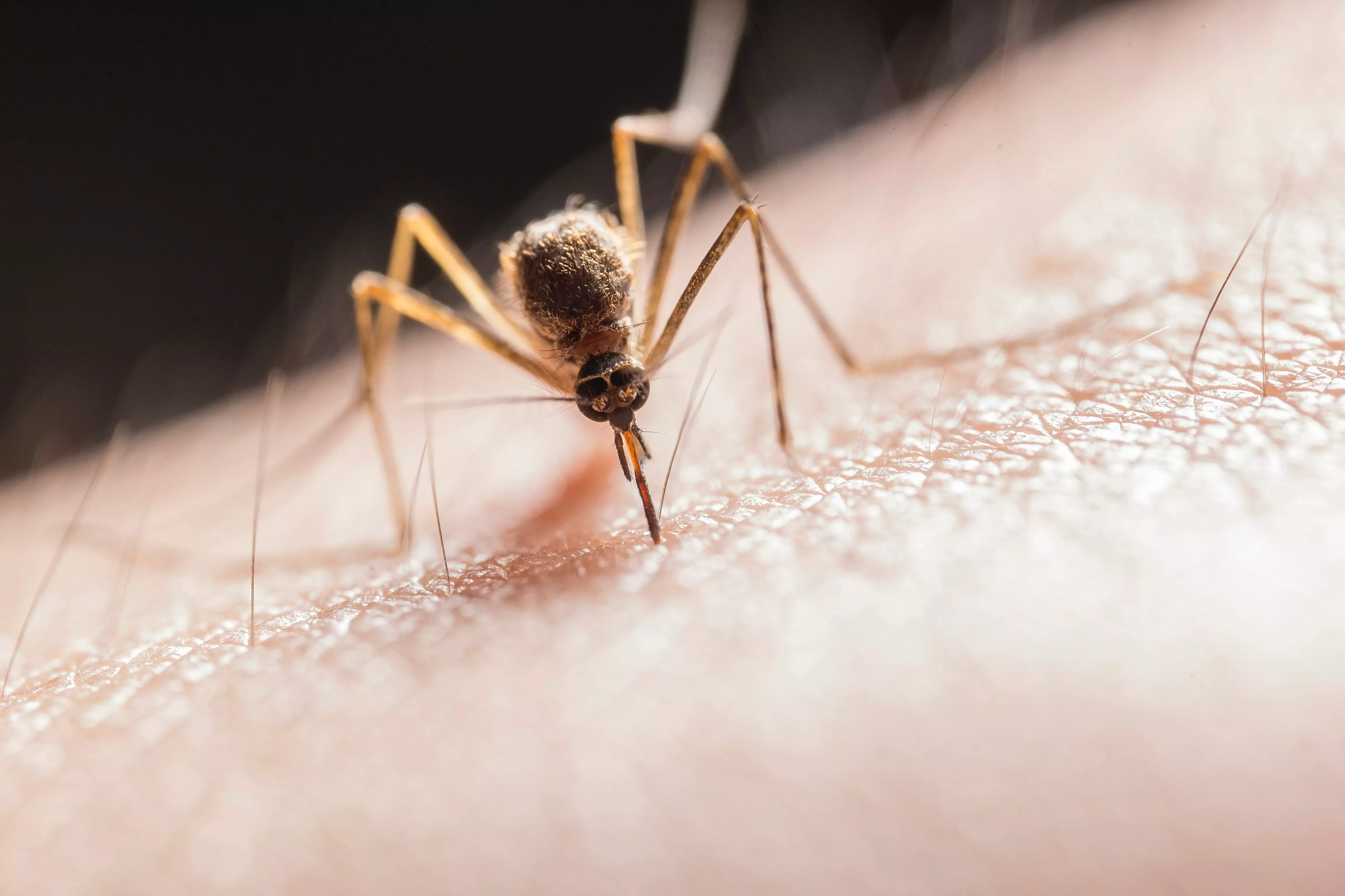 Безопасны ли средства от комаров