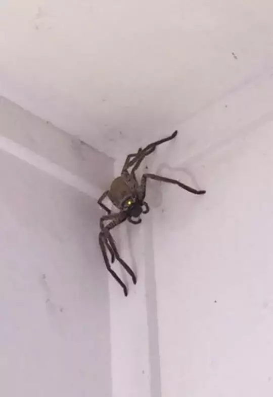 Павук гігантських розмірів шокував жительку Австралії