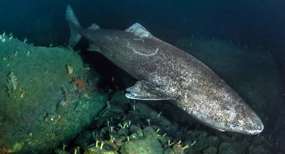 Вчені виявили акулу, якій близько 500 років