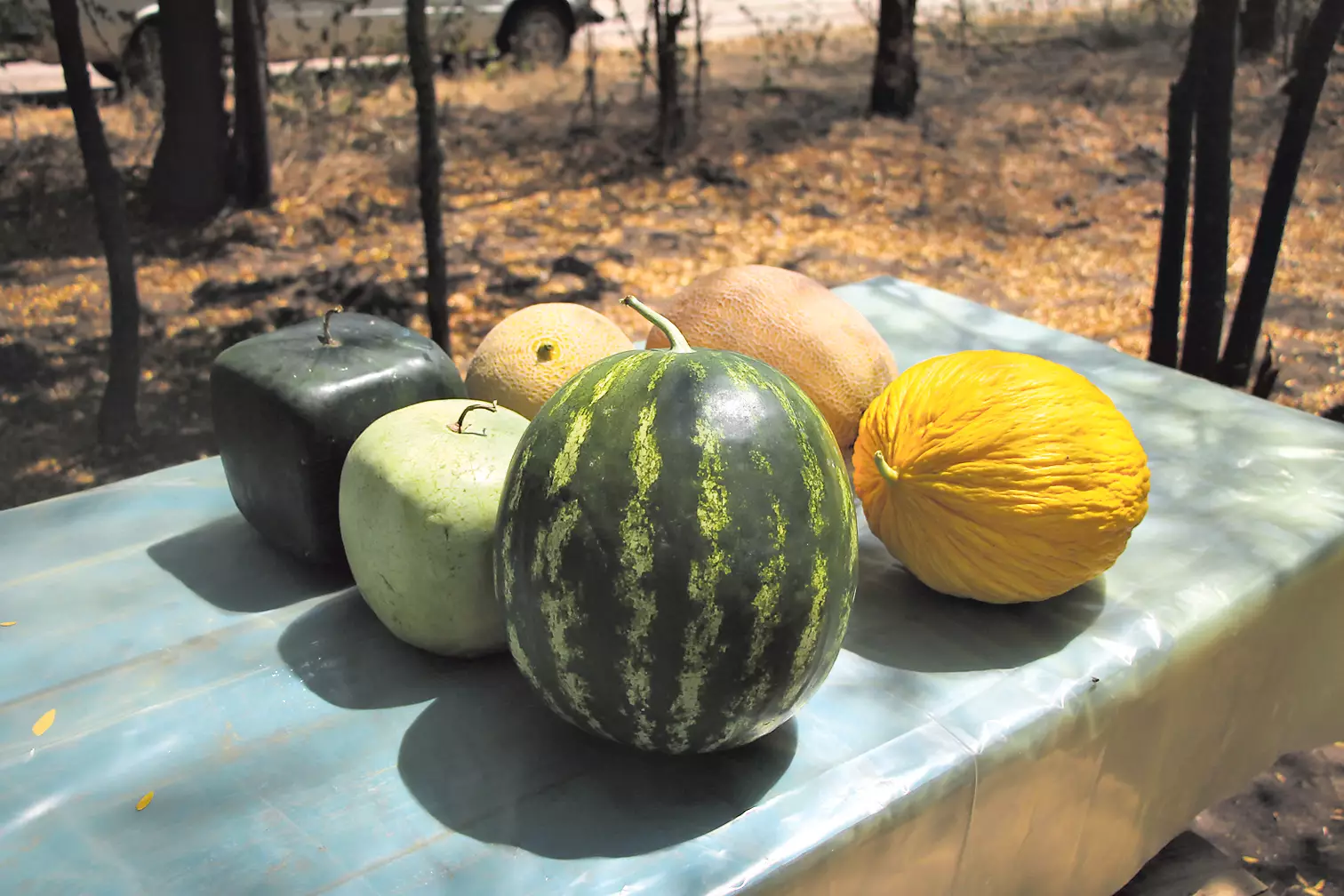 На стол прямо с поля. Фермер гордится не только своими арбузами, но и органическими дынями. Фото: М. Дмитренко