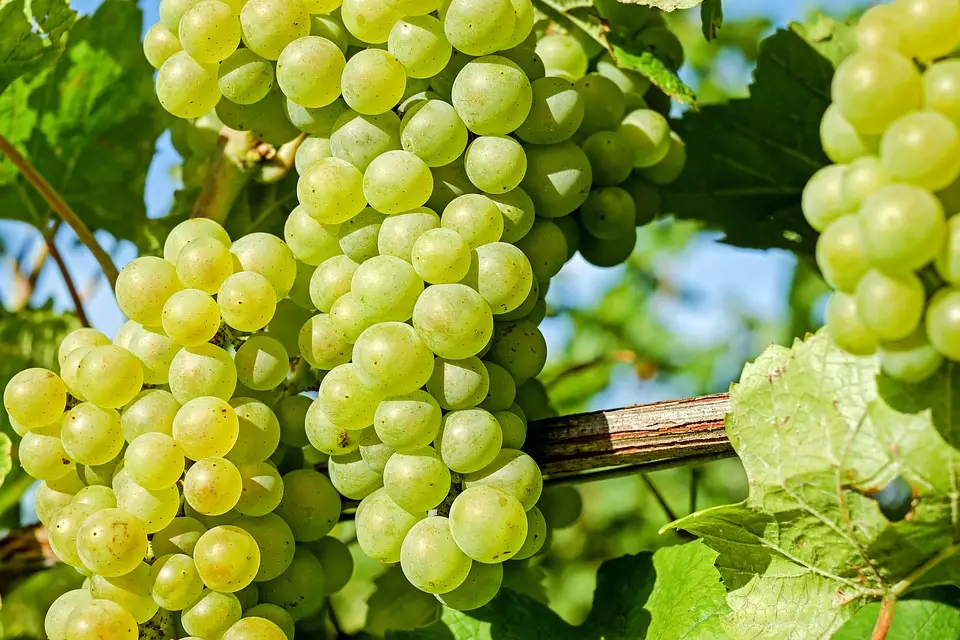 Виноград снижает уровень холестерина в крови