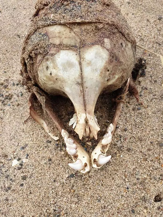 В США обнаружили загадочный череп с красным пятном