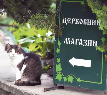 Коты любят Флоровский не меньше монахинь. Их часто забирают паломники, но коты возвращаются назад