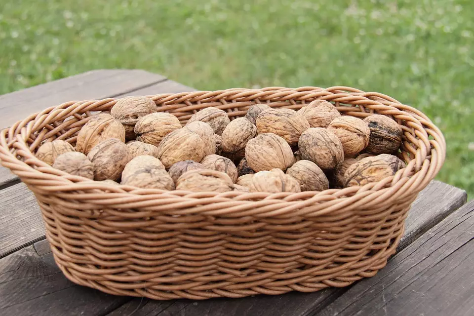 Грецкие орехи богаты питательными веществами