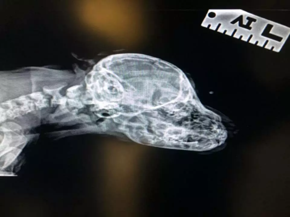 Ветеринари оглянули цуценя-мутанта