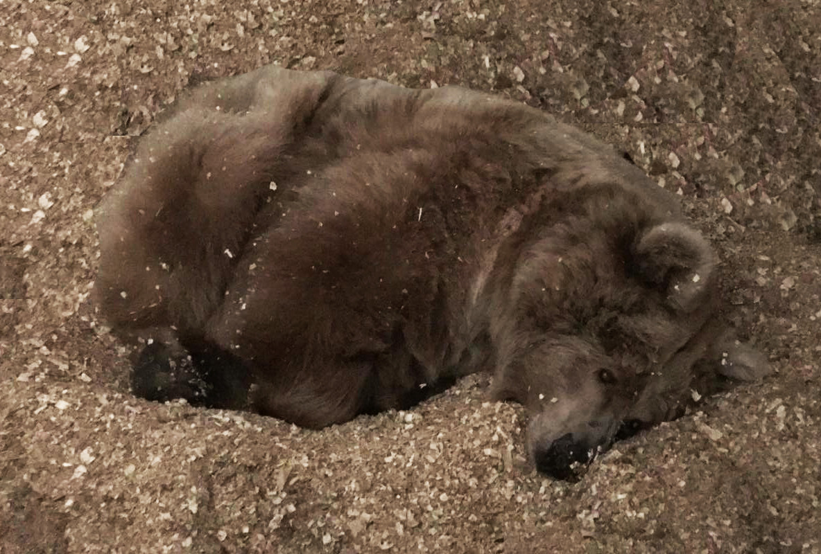 Медведь спит в берлоге фото
