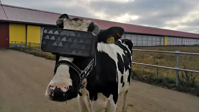 Корова в VR-окулярах