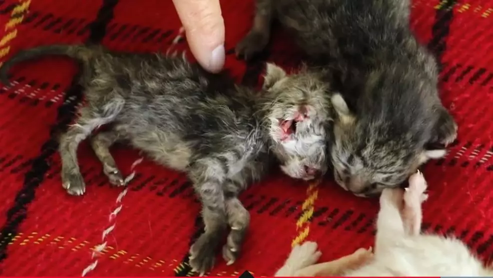 Редкий двуликий котенок появился на свет в Таиланде