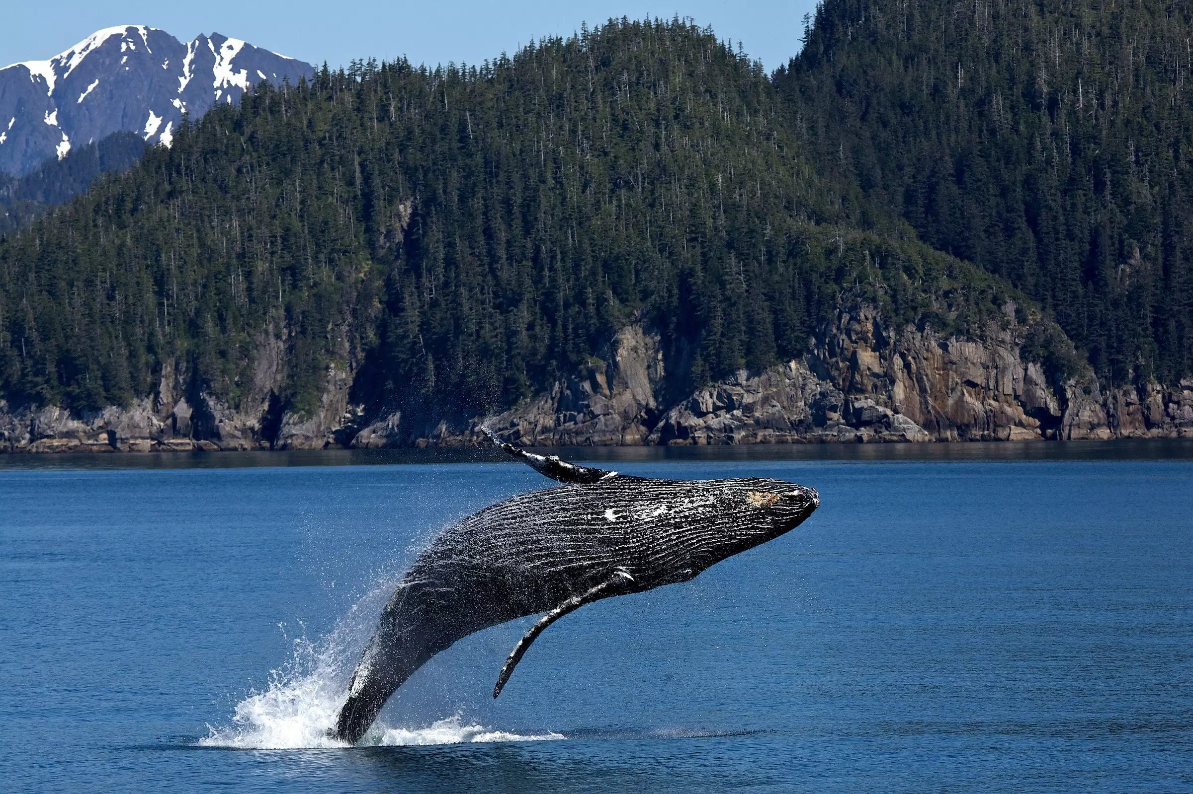 Максимальная продолжительность жизни гренландского кита составляет 268 лет