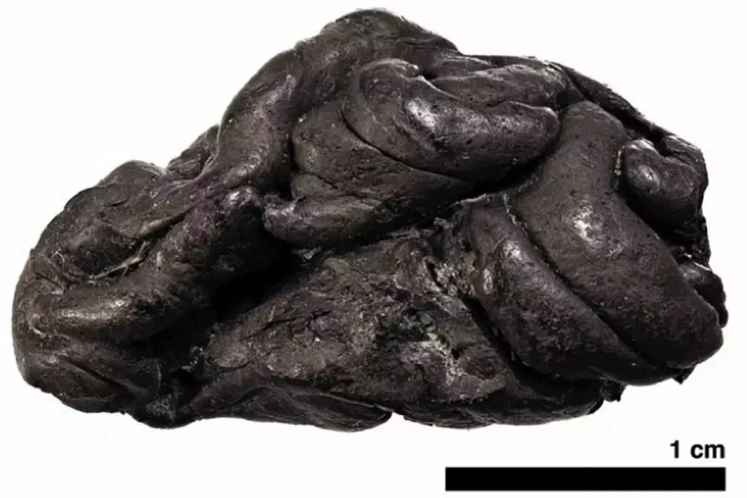 Кусок березовой смолы , которую жевала девушка 5,7 тыс. лет назад