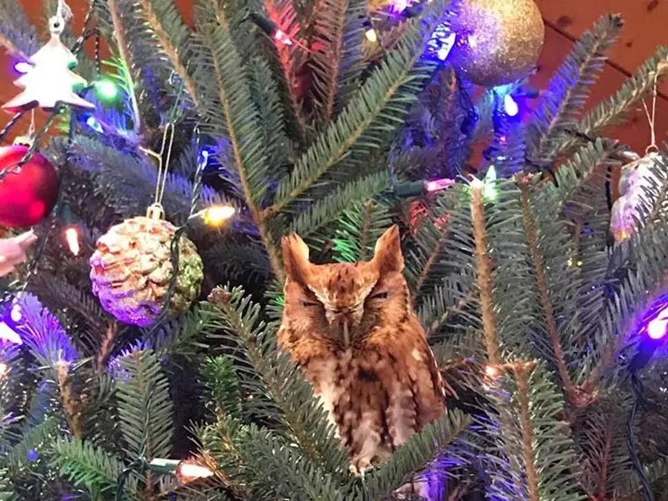 В США на новогодней елке нашли сову