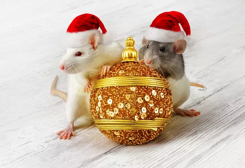 Гороскоп на год Крысы для всех знаков зодиака