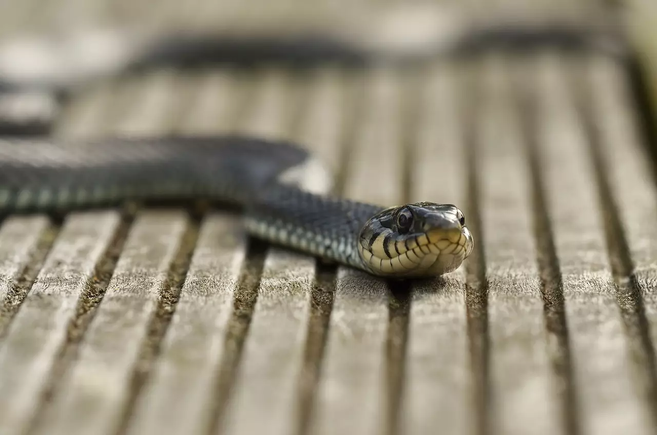 Из-за жары змеи становятся более агрессивными
