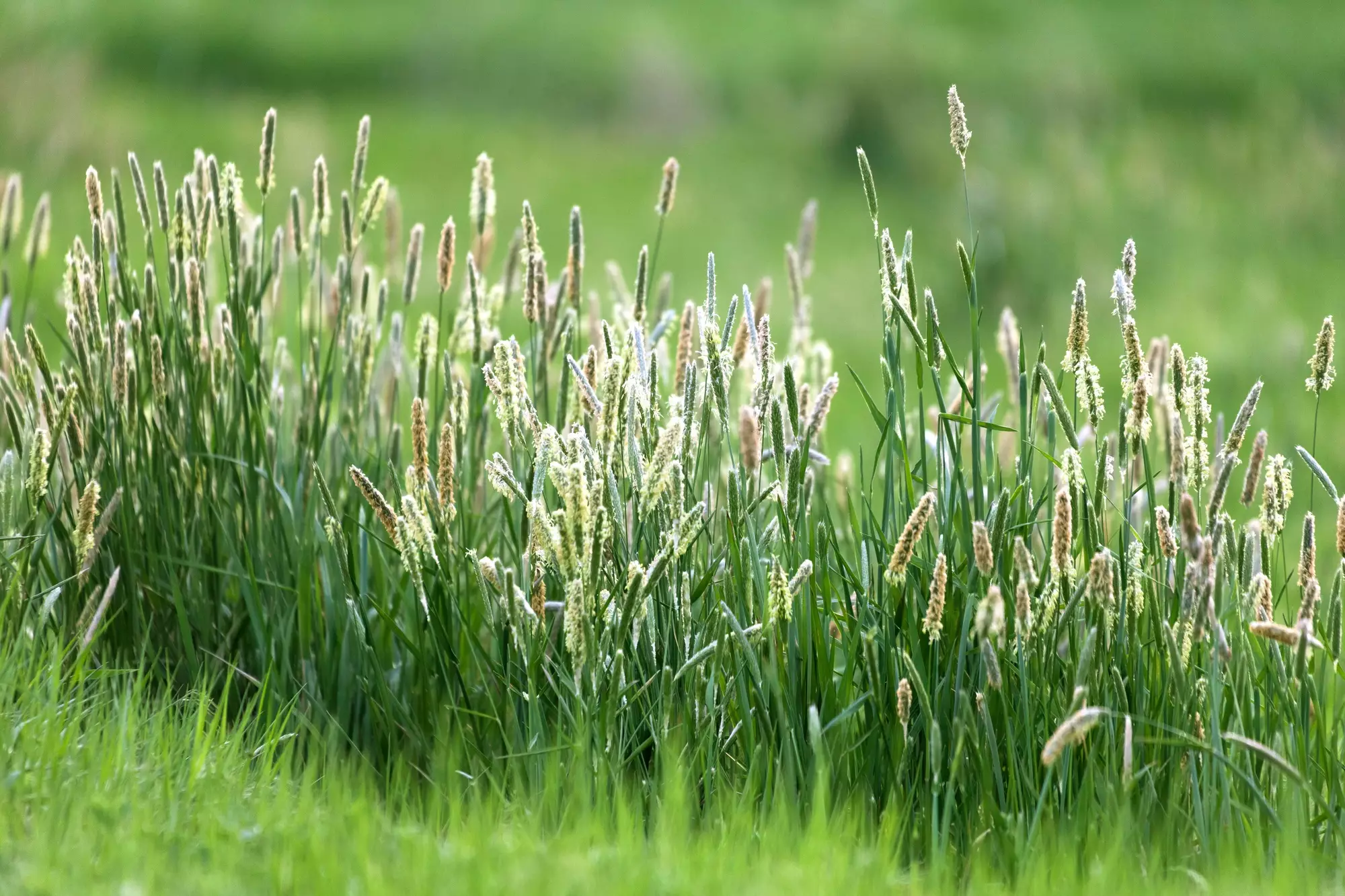 Тимофеевка – самая аллергенная трава