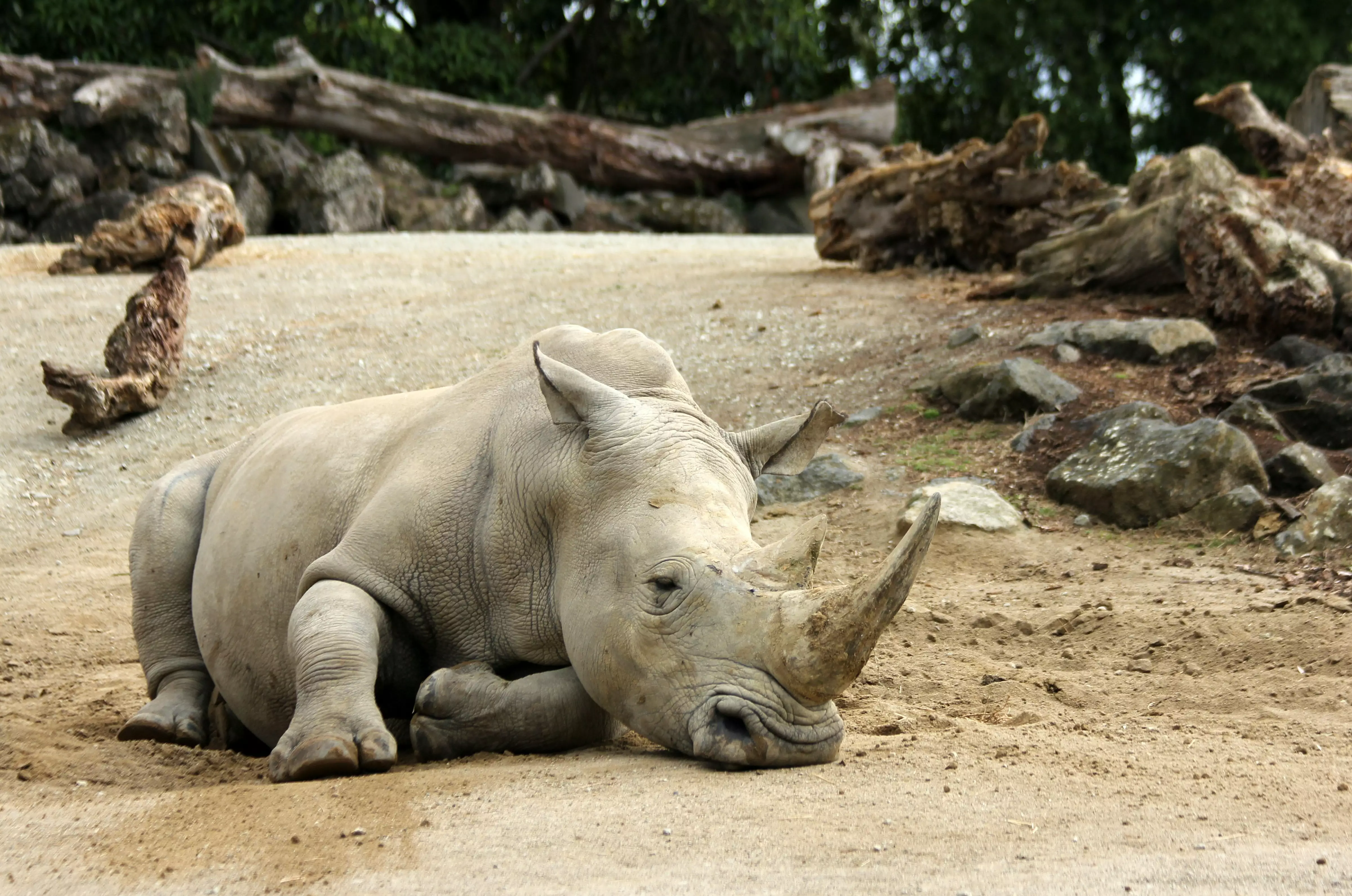 К примеру, белые носороги находятся на грани вымирания