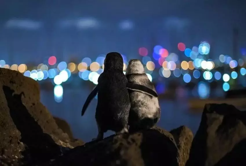 Пара овдовевших пингвинов смотрит на панораму Мельбурна