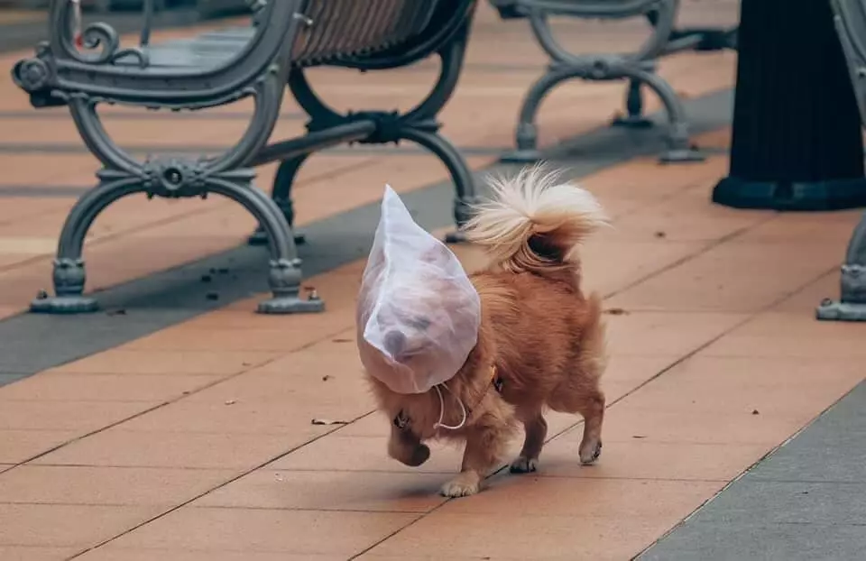 Собака з пакетом на голові гуляє в Сінгапурі