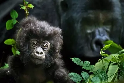 Леонардо Ди Каприо поддержал вымирающий вид горных горилл в Конго