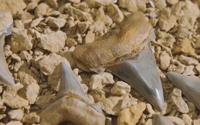 Зуб величезної доісторичної акули