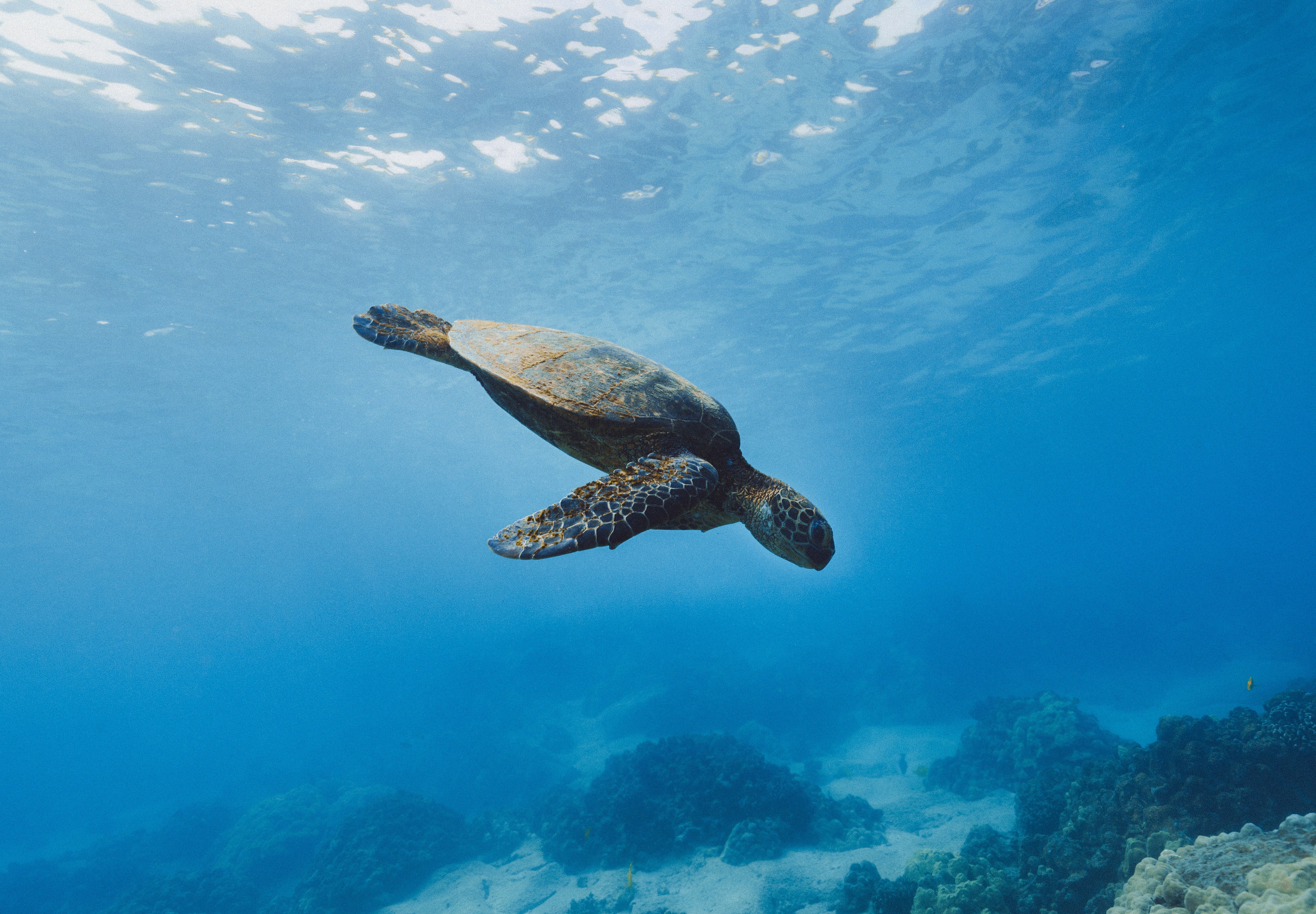Миграция зеленых черепах в океане попала на видео - Fun | Сегодня