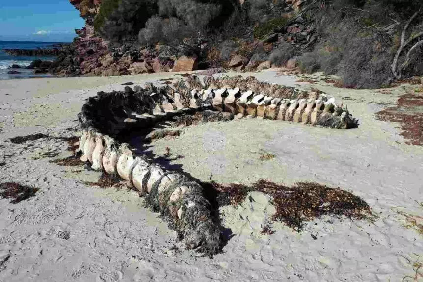 На пляжі в Австралії знайшли останки горбатого кита