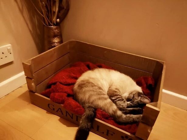 Кот по имени Гэндальф вернулся домой с несколькими записками | Фото: Wales Online