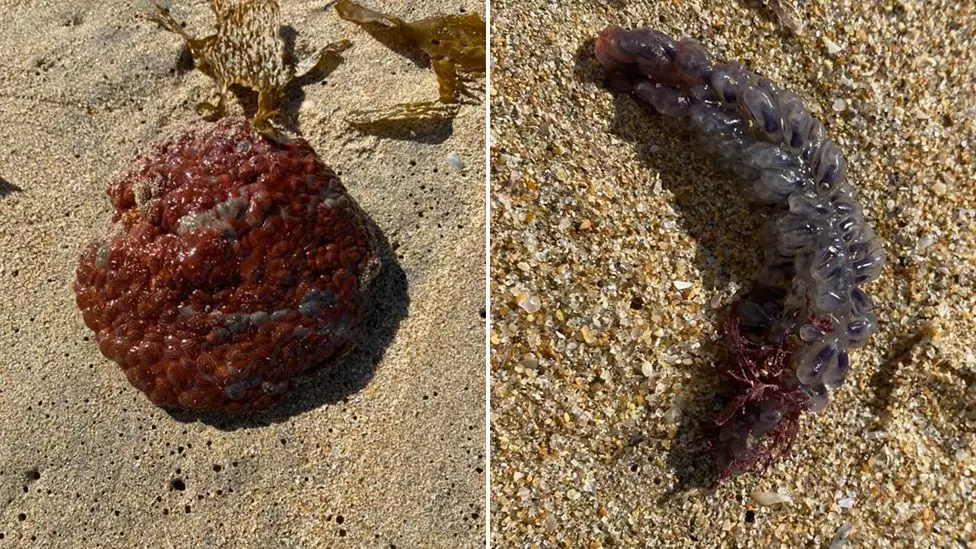 Австралийка нашла на пляже загадочных существ