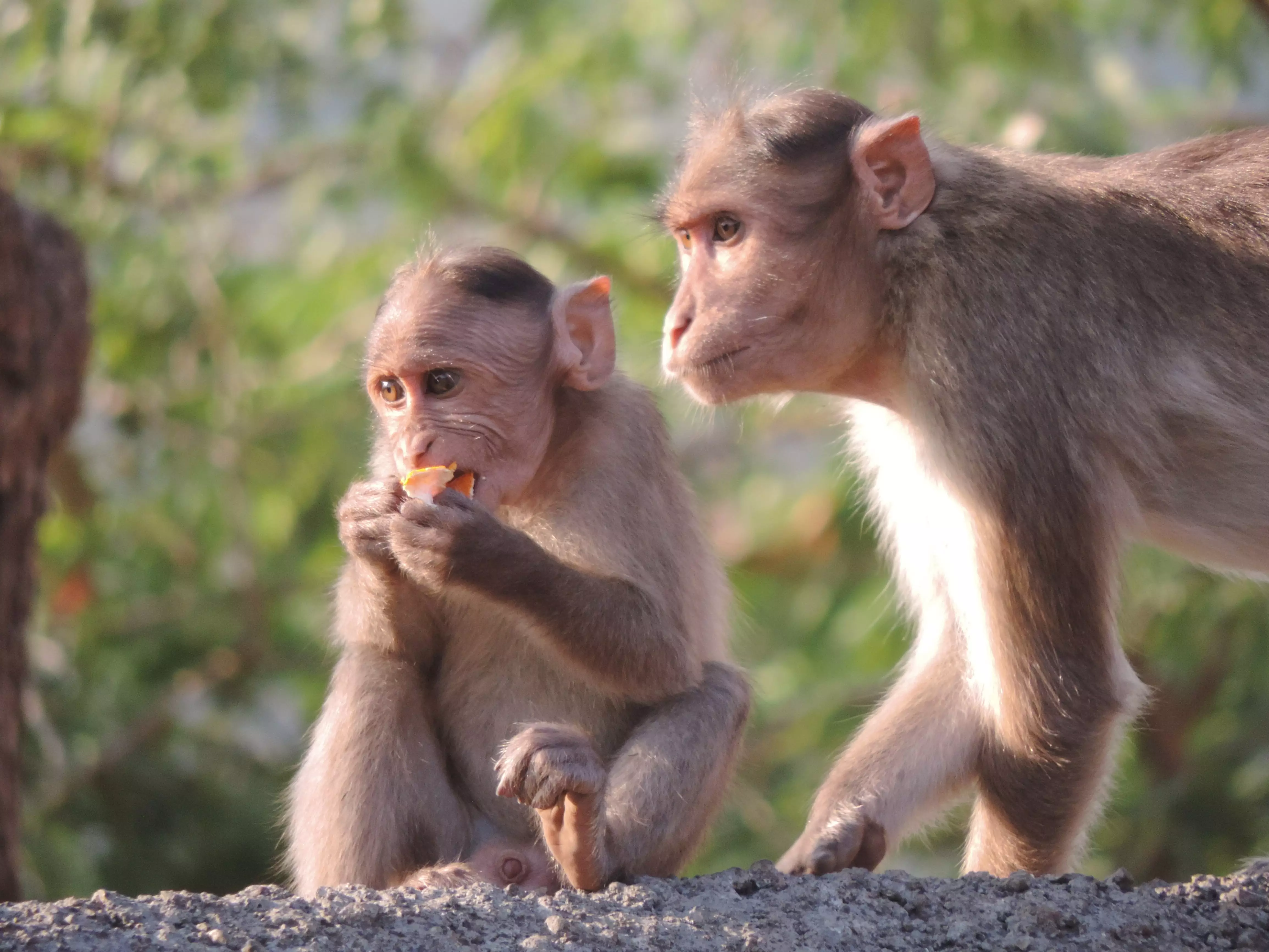 Не обязательно, что именно обезьяны причастны к вспышке: распространять оспу могут крысы, мыши, белки и другие животные
