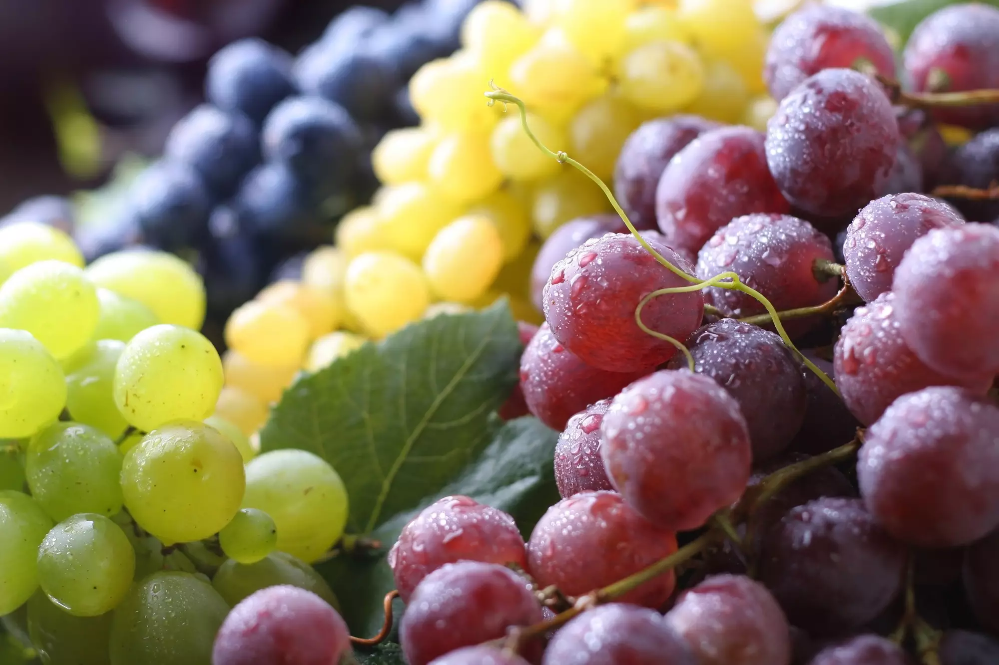 Виноград бывает разных цветов