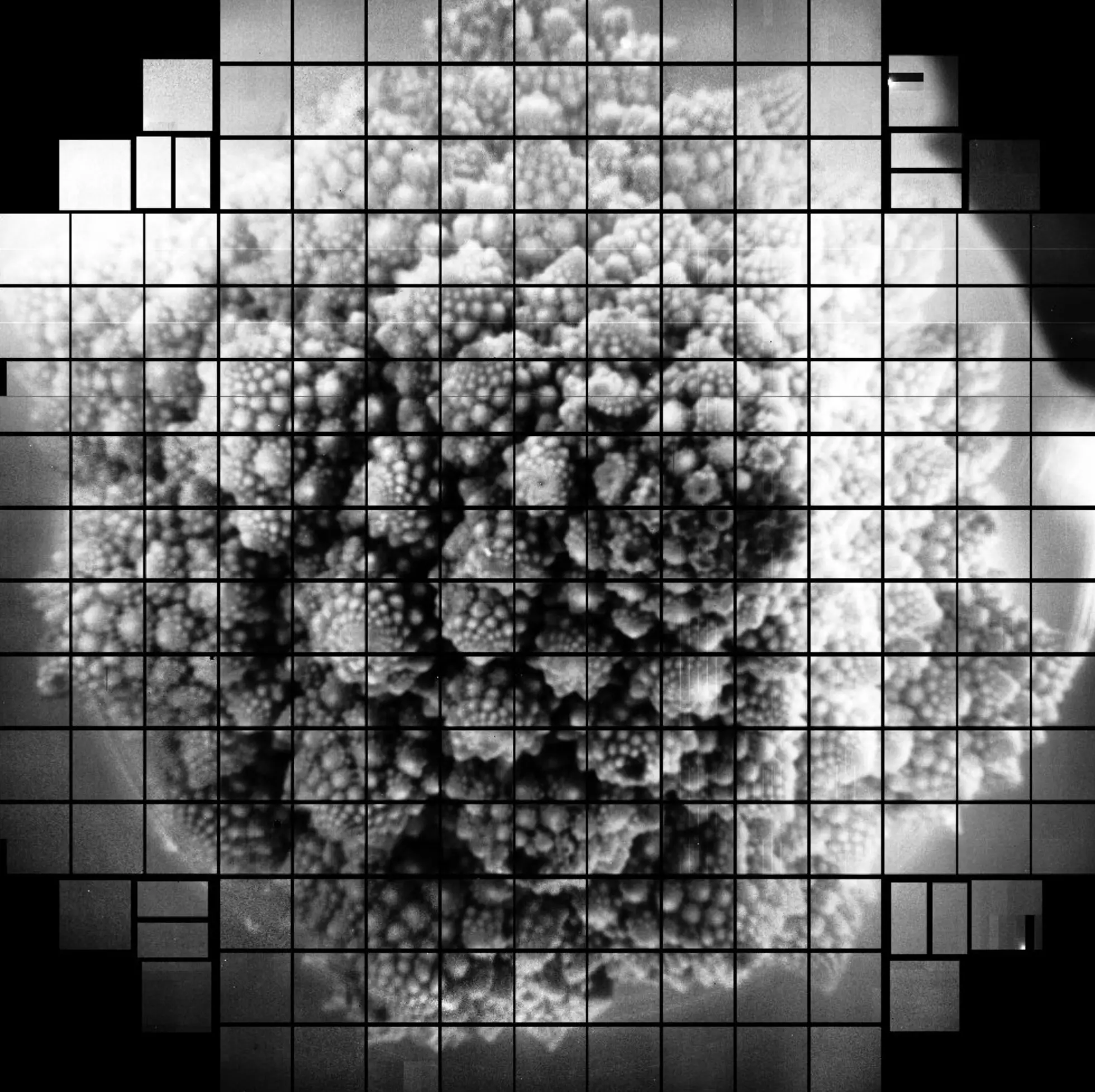 Фотографія качана капусти в роздільній здатності 3200 мегапікселів