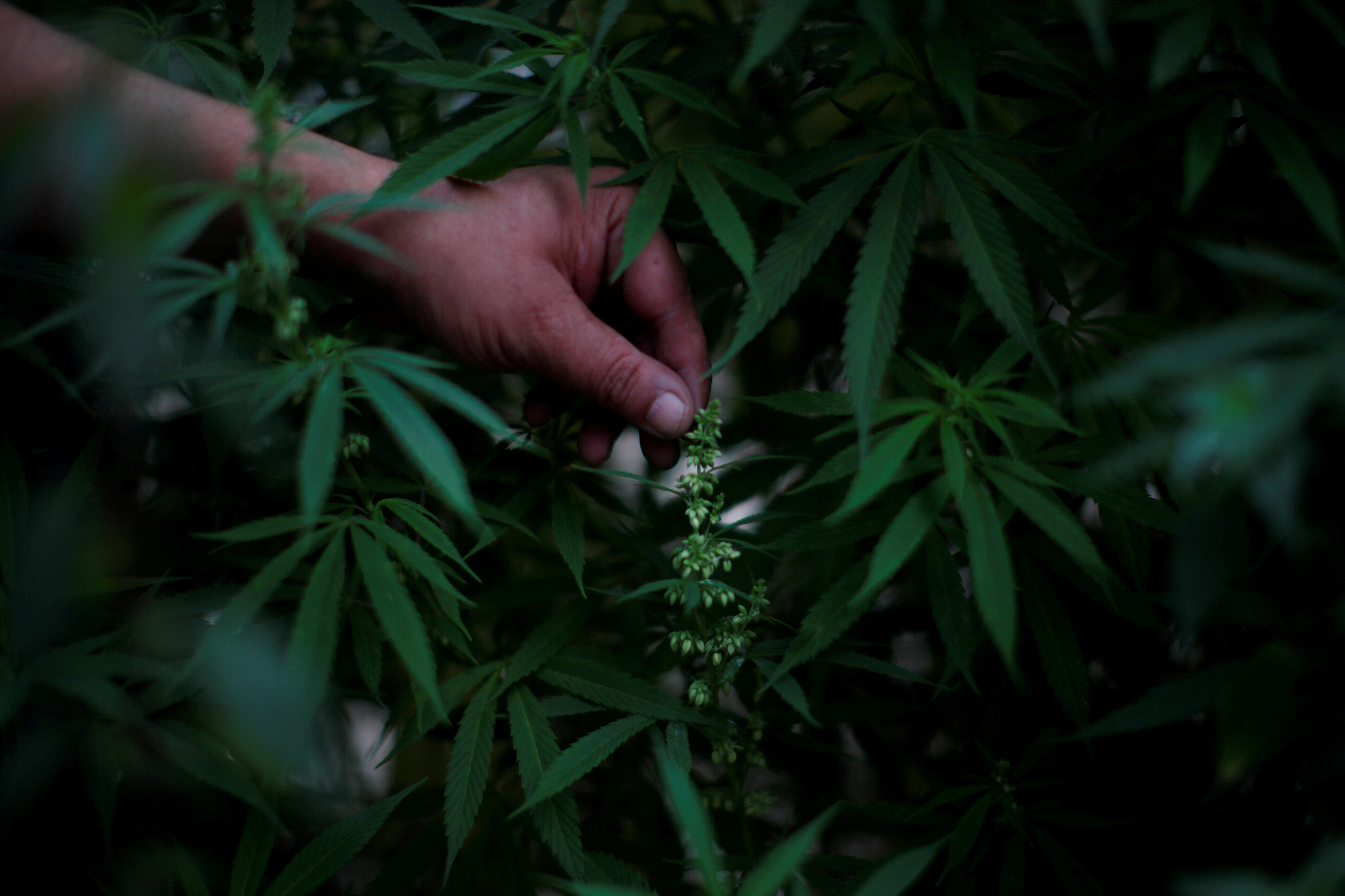 Анализы на наличие конопли как выращивать и ухаживать за марихуаной