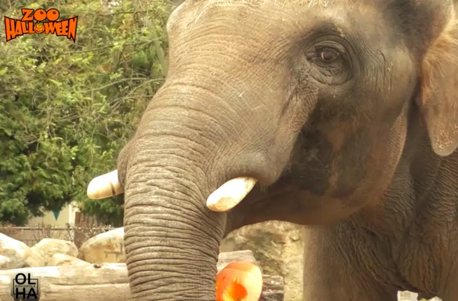 Слон Хорос полюбляє гарбуз
