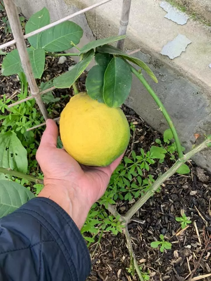 Лимон растет в саду фермера-любителя на Херсонщине