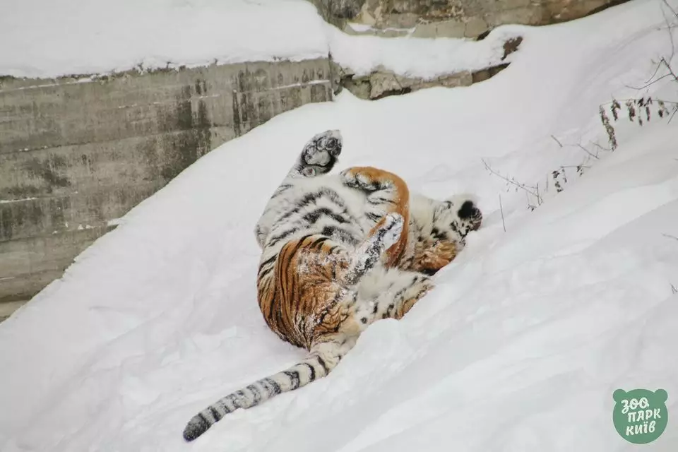 Фото: Киевский зоопарк/Facebook