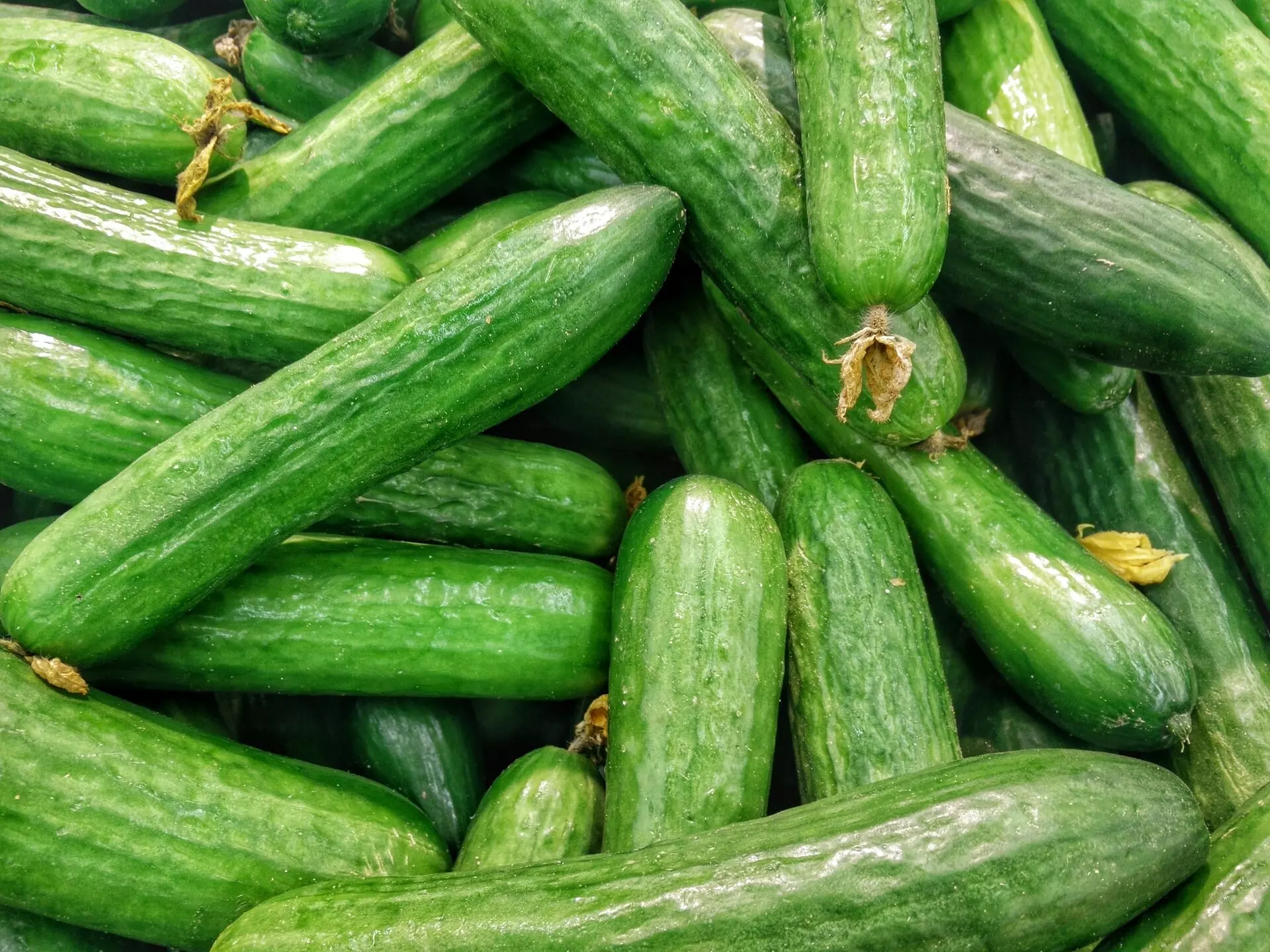 Огірки – кращий продукт для стрункості