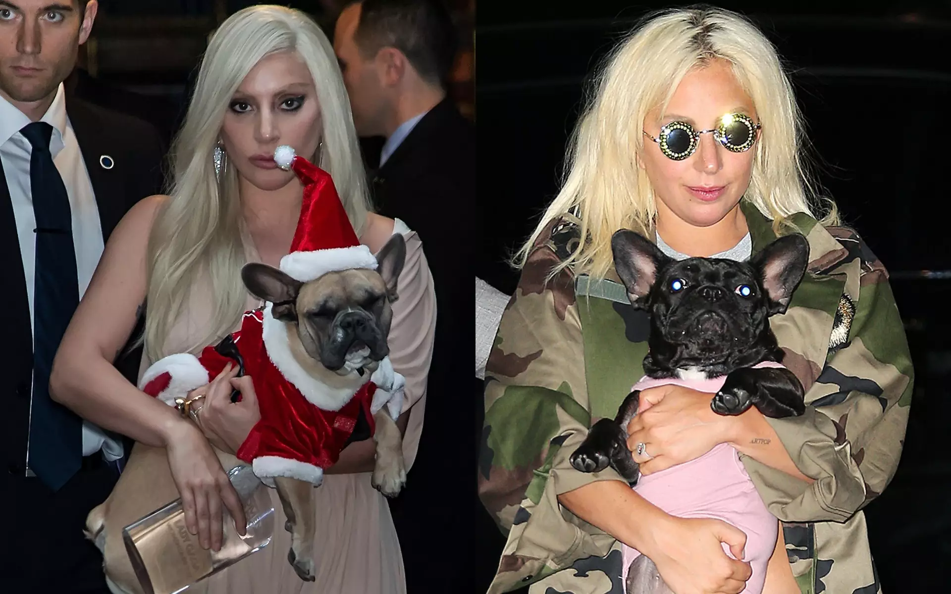 Леді Гага з собаками